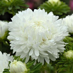 White Peony seeds producing lush, fragrant white blossoms with layered petals, perfect for elegant garden borders