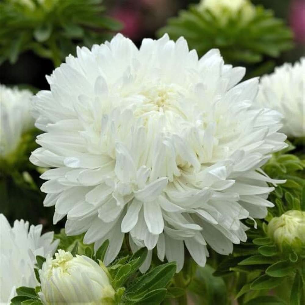 White Peony seeds producing lush, fragrant white blossoms with layered petals, perfect for elegant garden borders