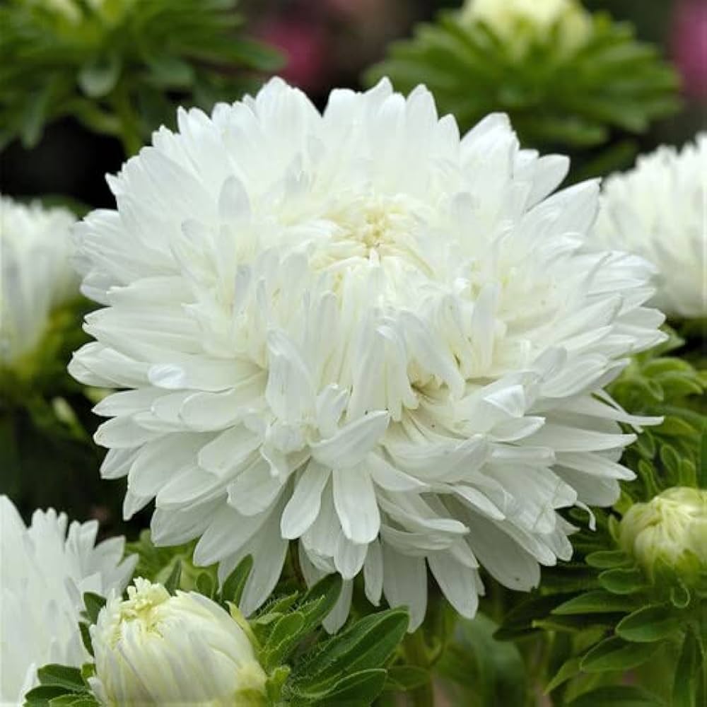 Colorful Sherbet Peony Paeonia Seeds for Planting - Great for Flower Bed & Home Garden