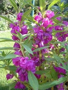 Heirloom Non-GMO Purple Balsamine Flower Seeds for Garden Planting – Vibrant Summer Blooms
