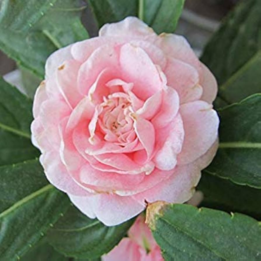 Edelsteinrosen Klettern auf, Flower Seeds