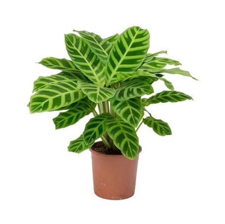 Calathea Green - Heirloom, Non - Gmo Seeds