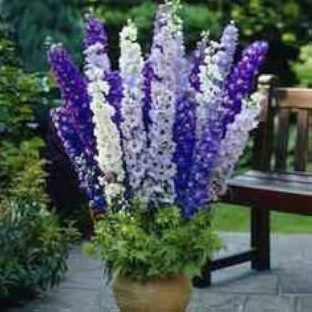 Delphinium Astolat Flower Seeds for Planting for Flower Beds and Home Gardens