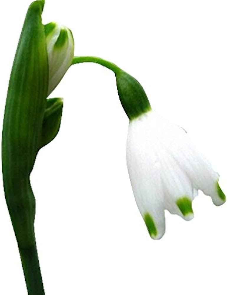 Common Snowdrop Galanthus Nivalis Seeds
