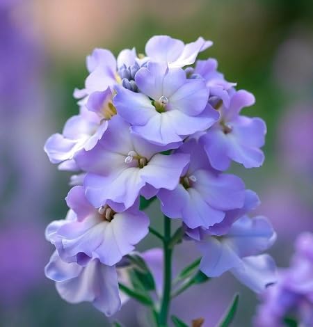 Violet Matthiola Bicornis Flower - Heirloom, Non - Gmo Seeds