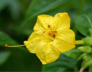 Yellow Huang Moli Flower Seeds for Planting - 100 pcs for planting in your garden.