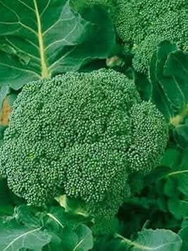 Broccoli Brassica oleracea seeds for garden planting