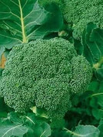 Broccoli Brassica oleracea seeds for garden planting