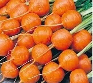 Radish Seeds for Planting, Orange