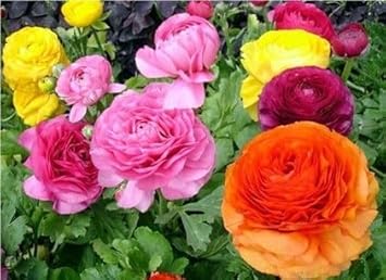 Heirloom Non-GMO Mixed Ranunculus Flower Seeds for Garden Planting – Colorful Layered Blooms