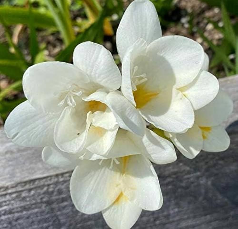 Freesia Flower Seeds (White) – Fresh Seeds for Growing White Freesia Flowers
