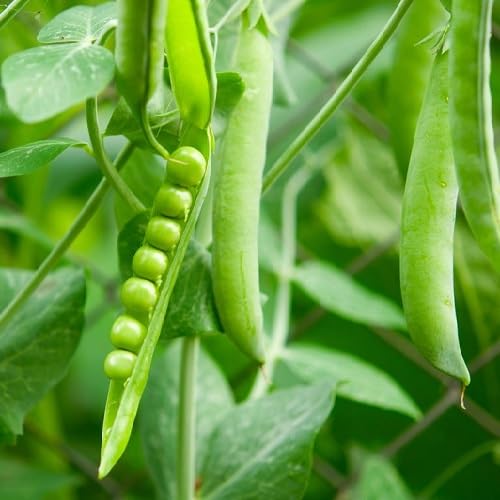 Green Pea - Heirloom, Non - Gmo Seeds