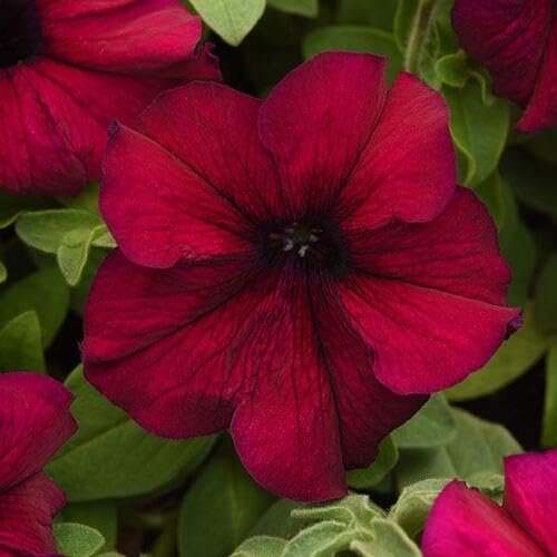 Giant Petunia Flower Marron - Heirloom, Non - Gmo Seeds