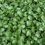 Watercress Plant Seeds for Planting, Heirloom, Non-GMO, 100 for planting in home garden