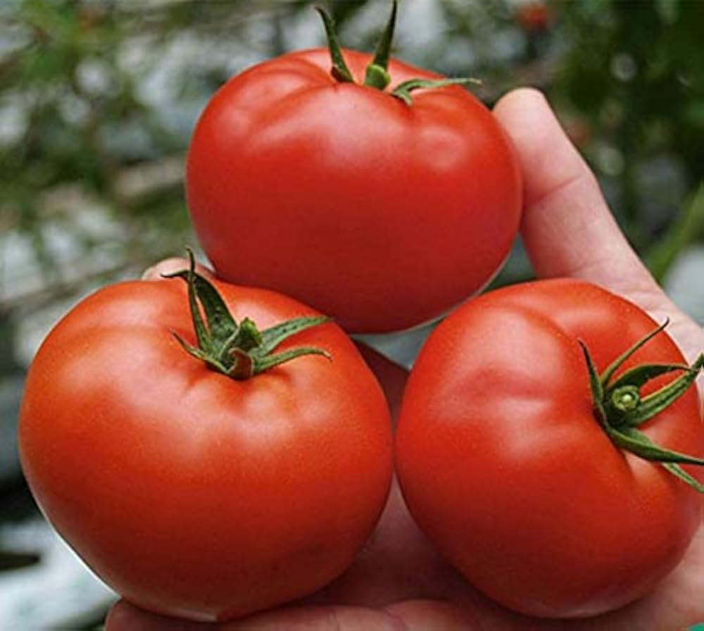Giant Red Tomato (Solanum lycopersicum) for planting in vegetable garden