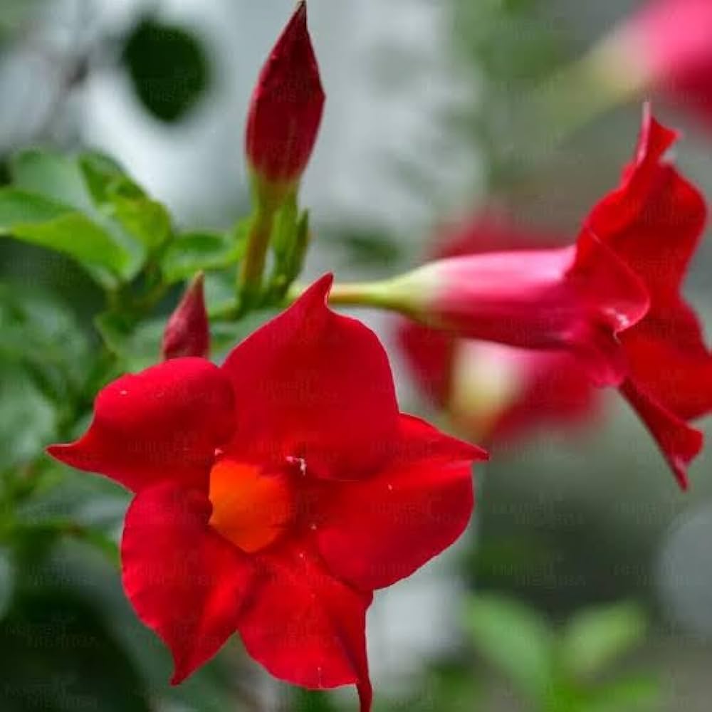 Climbing Mandevilla Sanderi Flower Seeds for Planting