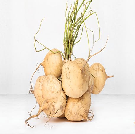 Brown Jicama - Heirloom, Non - Gmo Seeds