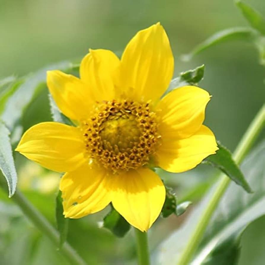 Bidens Cernua Flower Seeds for Planting - 100 - Cernua for planting in home garden