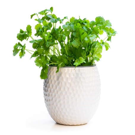 Green Coriander - Heirloom, Non - Gmo Seeds