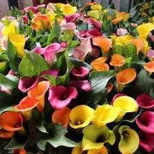 Mixed Calla Lily Flower Seeds for Planting - NON GMO Seeds Dhara Seeds