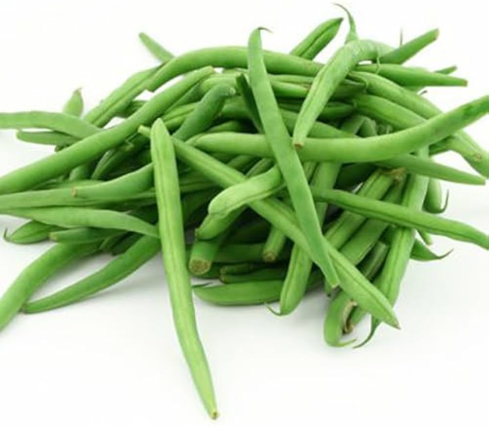 Landreth Green Bean (Phaseolus vulgaris) seeds for planting in home garden