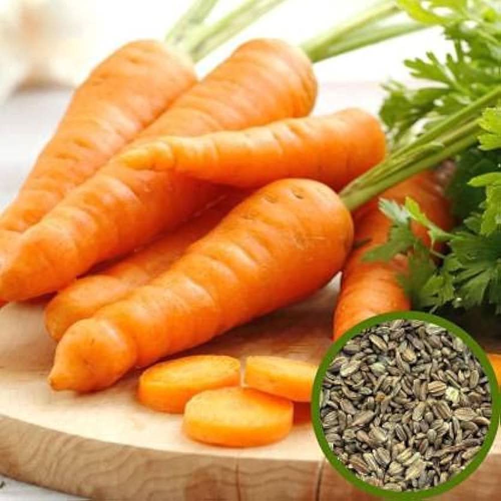 Carrot Daucus Carota vegetable seeds for planting in kitchen garden and backyard gardening plots