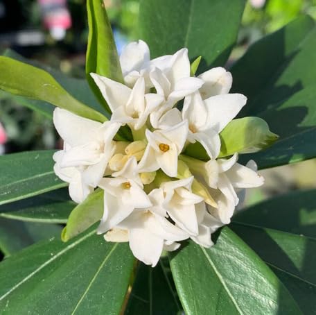 White Daphne Flower - Heirloom, Non - Gmo Seeds