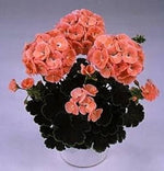 Black Velvet Salmon – Pelargonium hortorum seeds for planting