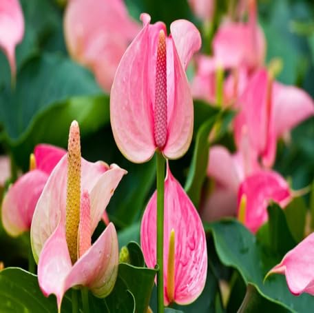Pink Anthurium Flower - Heirloom, Non - Gmo Seeds