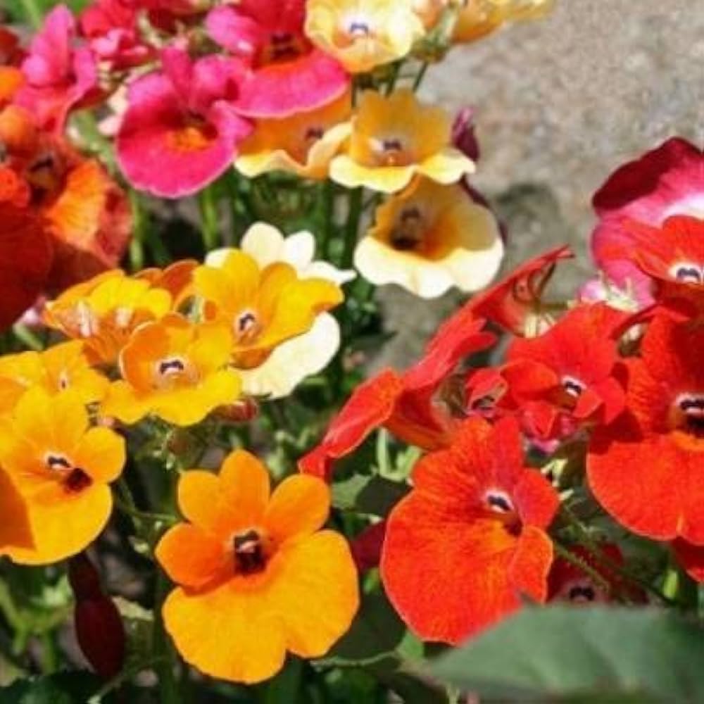 Carnival Coconut Perfume Annual Flower Seed Mix
