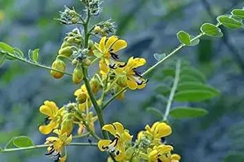Yellow Senna Flower Seeds for Planting - NON GMO Seeds Dhara Seeds