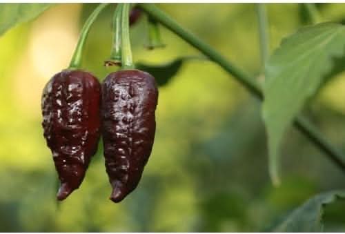 Chocolate Bhutlah Pepper Vegetable Seeds for Planting