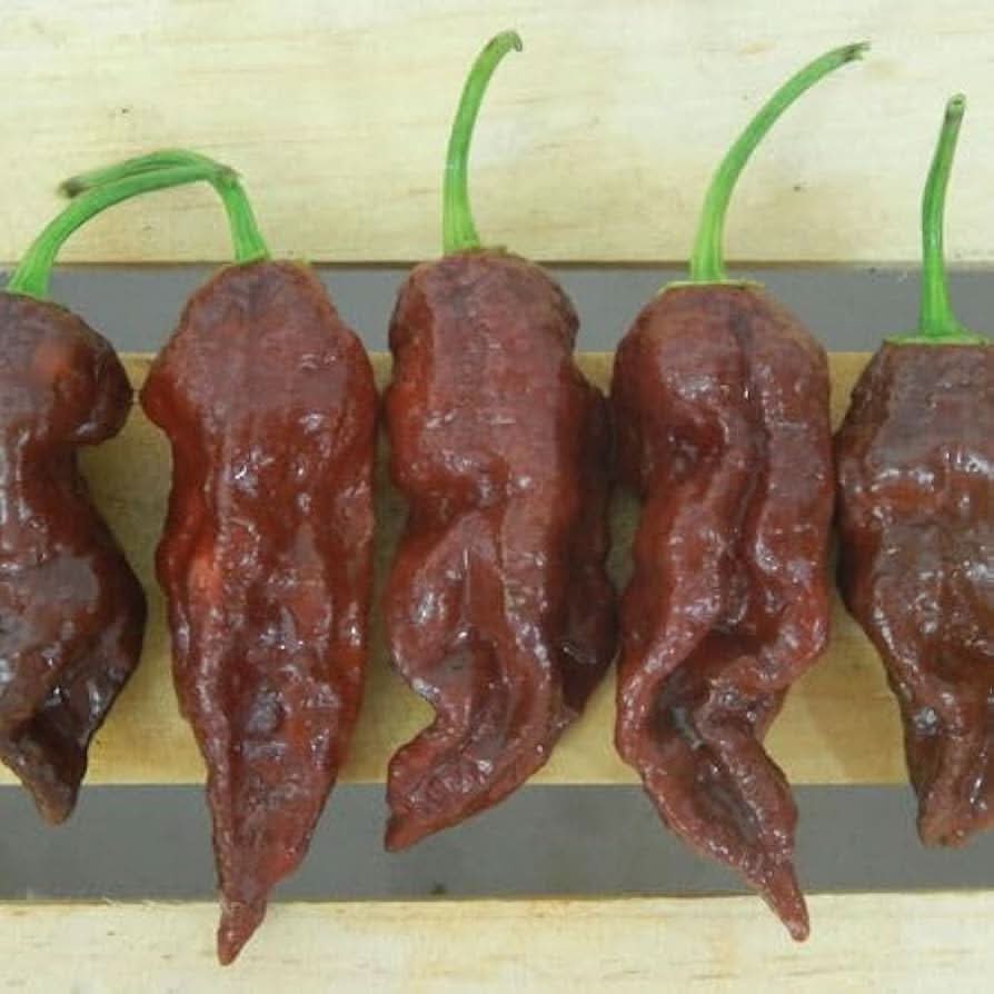 Capsicum Chinense Seeds Chocolate Bhutlah Pepper Seeds for Planting in Kitchen Garden and Containers