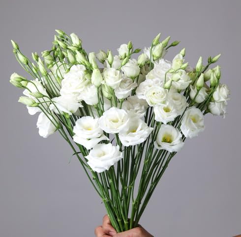 White Eustoma Flower - Heirloom, Non - Gmo Seeds