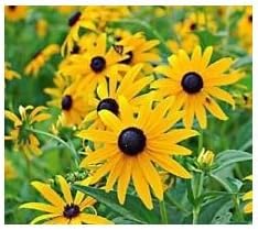 Yellow Goldsturm Flower Seeds for Planting - 100