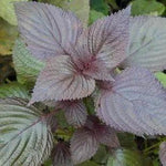Purple Perilla Leaf Plant Seeds for Planting - NON GMO Seeds Dhara Seeds