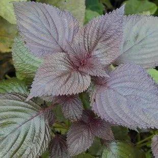 Purple Perilla Leaf Plant Seeds for Planting - NON GMO Seeds Dhara Seeds