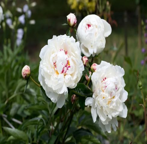 White Pink Peony Flower - Heirloom, Non - Gmo Seeds
