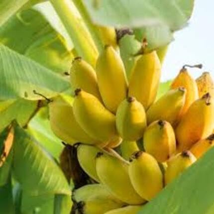 Banana Fruit Yellow - Heirloom, Non - Gmo Seeds
