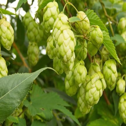 Humulus Flower - Heirloom, Non - Gmo Seeds