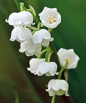 Polka Dot Vinca Flower Seeds for Planting - NON GMO Seeds Dhara Seeds
