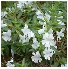 White Mimulus Flower Seeds for Planting - 100