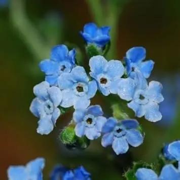 Cynoglossum Flower Seeds for Planting - NON GMO Seeds Dhara Seeds