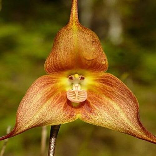 Orange Monkey Face Orchid Flower - Heirloom, Non - Gmo Seeds
