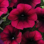 Burgundy Petunia Flower Seeds for Planting - Heirloom, NON-GMO Garden Seeds - Vibrant Blooms Dhara Seeds