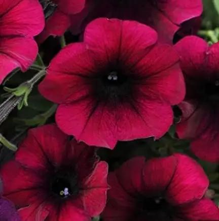Burgundy Petunia Flower Seeds for Planting - Heirloom, NON-GMO Garden Seeds - Vibrant Blooms Dhara Seeds