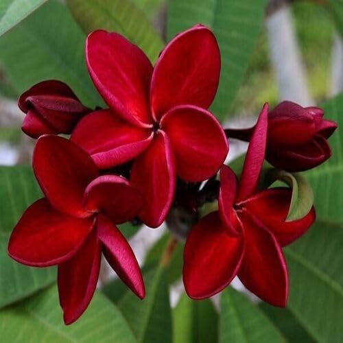 Plumeria Flower Red