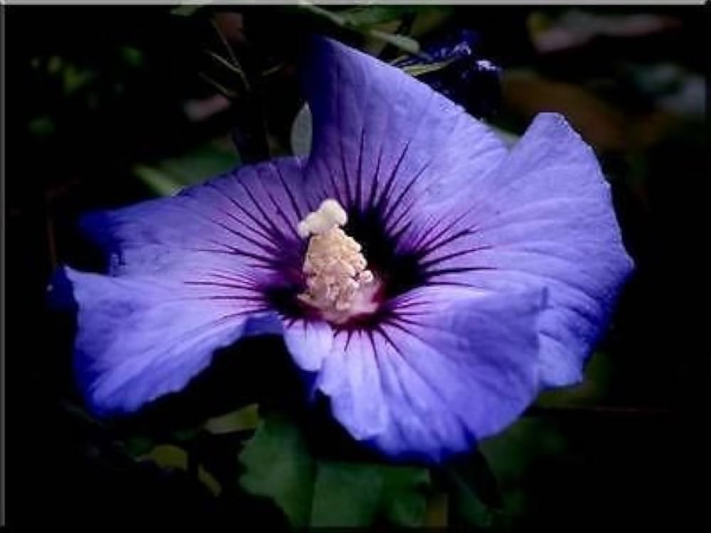 Double Rose of Sharon Hibiscus bush flower seeds
