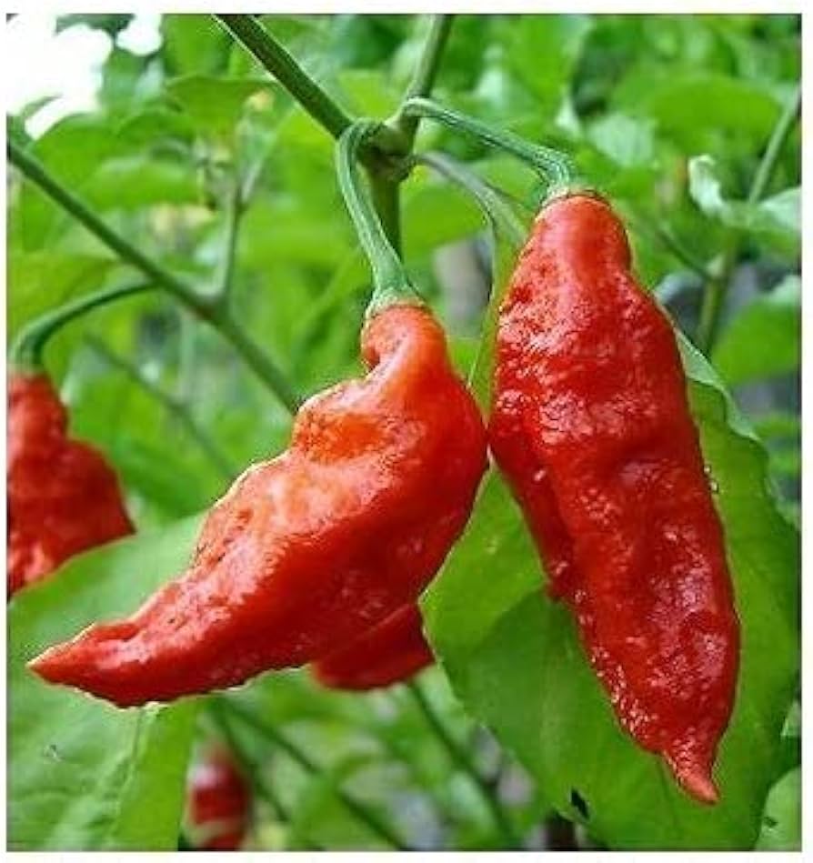 Pepper Capsicum Chinense Assam Hot Vegetable Seeds for Planting – Ideal for Spicy Kitchen Garden and Backyard Harvest