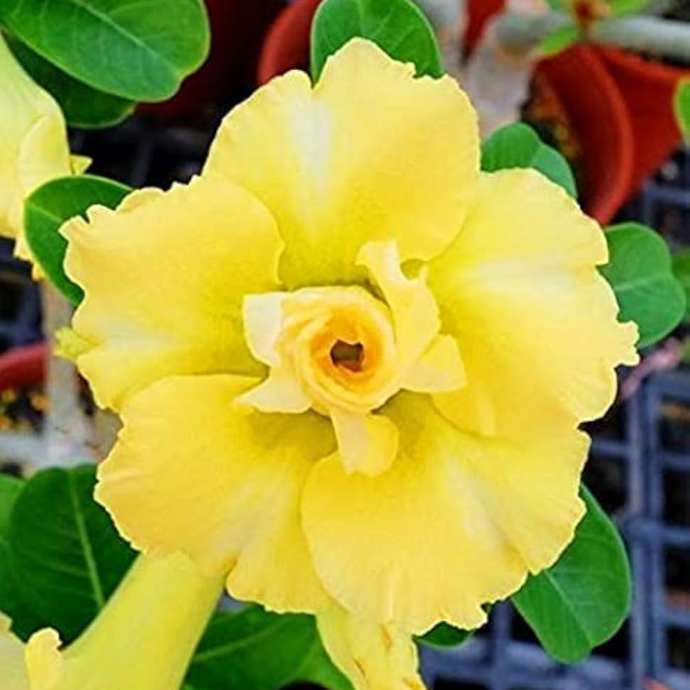 Happy Gold Yellow Desert Rose Seeds for Planting Adenium Flower – Heirloom, Non-GMO